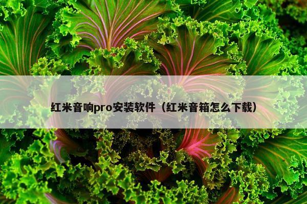 红米音响pro安装软件（红米音箱怎么下载）