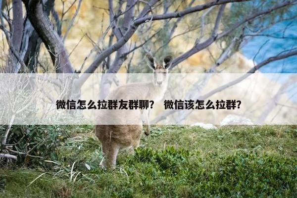 微信怎么拉群友群聊？ 微信该怎么拉群？